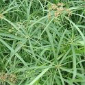 Cyperus alternifolius 'Gracilis'